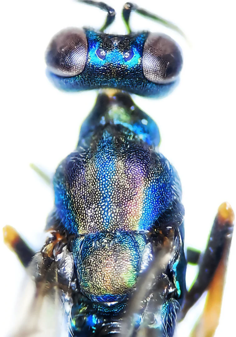 Photograph of Calosota aestivalis