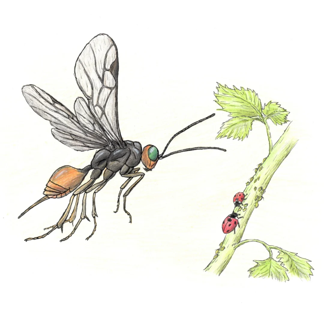 Illustration of Dinocampus by Mátyás Kassay