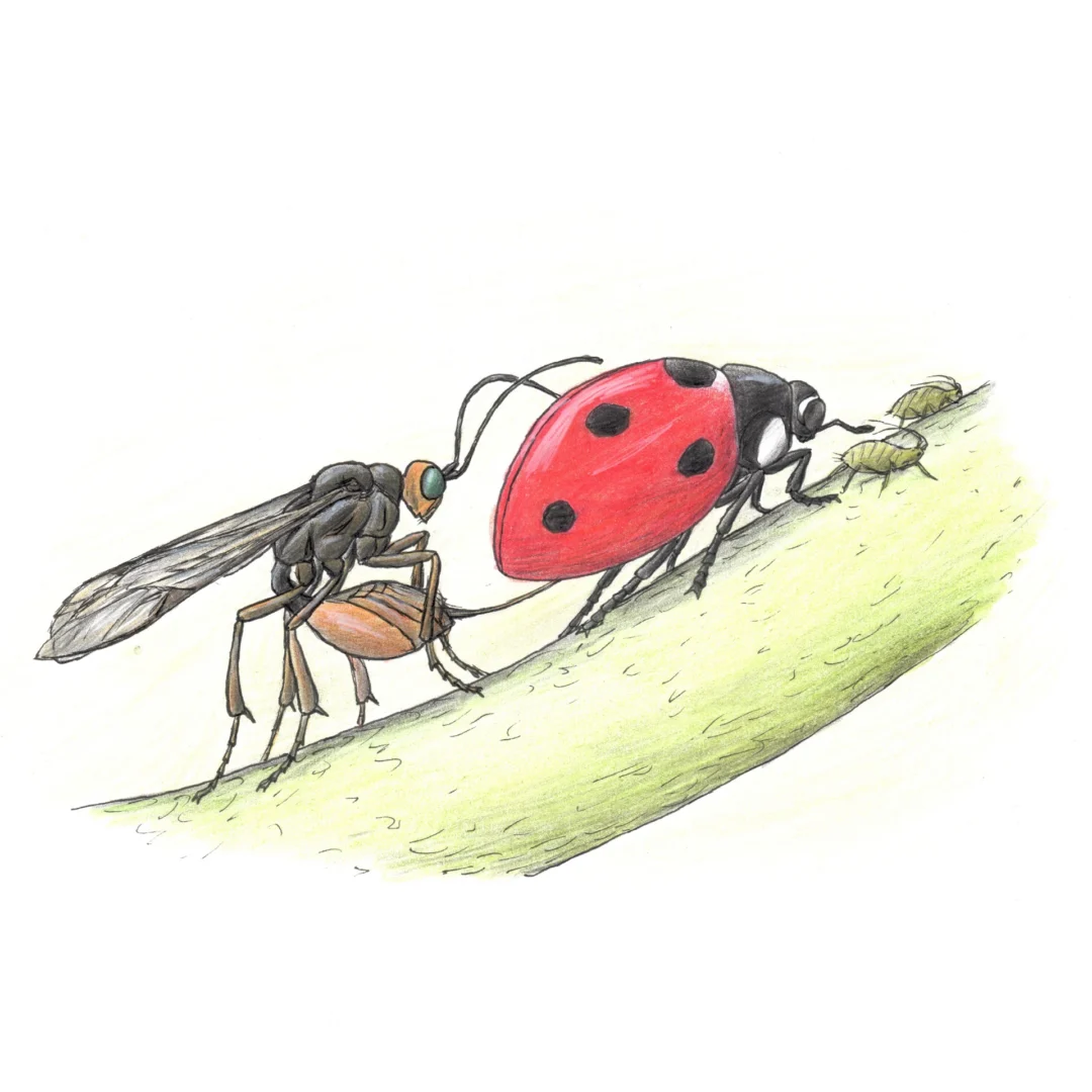 Illustration of Dinocampus by Mátyás Kassay