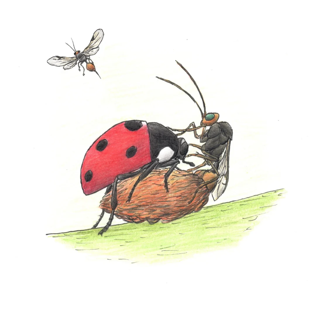 Illustration of Dinocampus by Mátyás Kassay