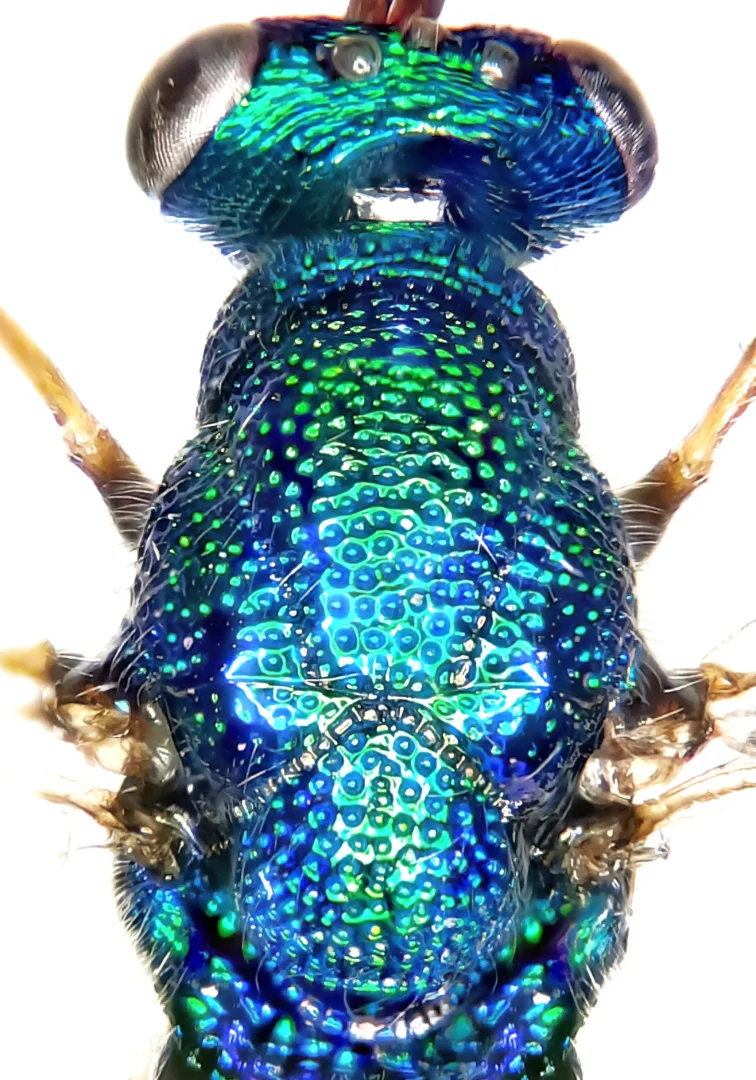 Photograph of Diomorus calcaratus