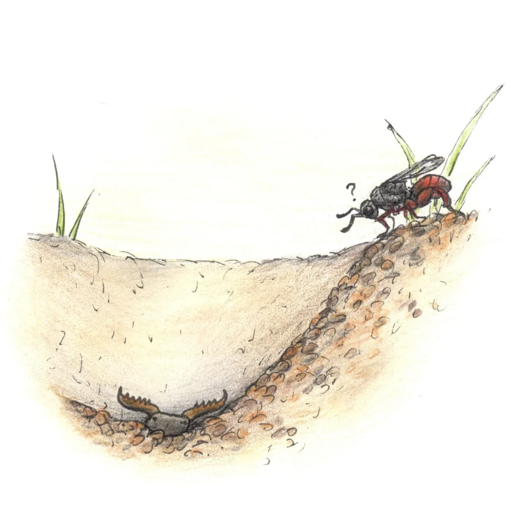 Illustration of Lasiochalcidia by Mátyás Kassay