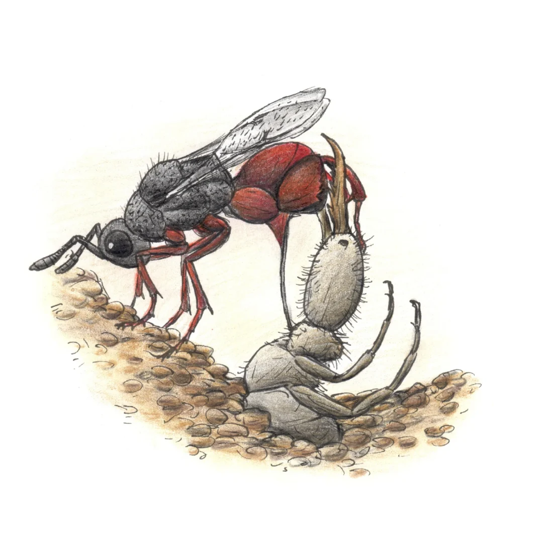 Illustration of Lasiochalcidia by Mátyás Kassay