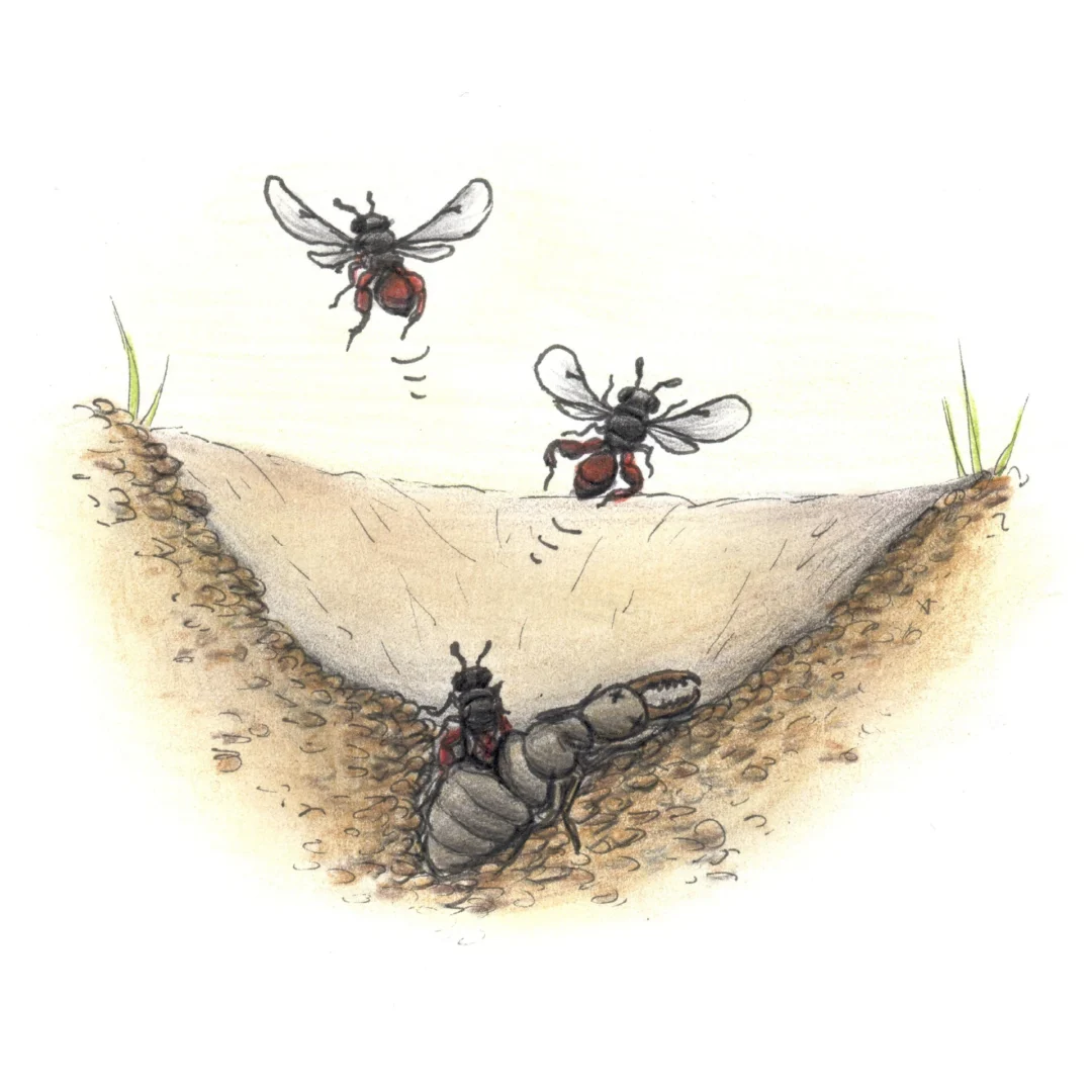 Illustration of Lasiochalcidia by Mátyás Kassay