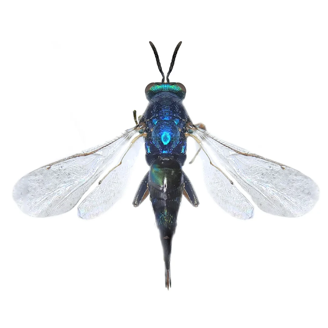 Photograph of Ormyrus nitidulus