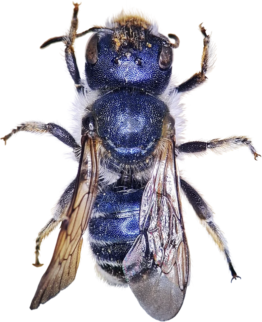 Photo of Osmiacaerulescens dorsal