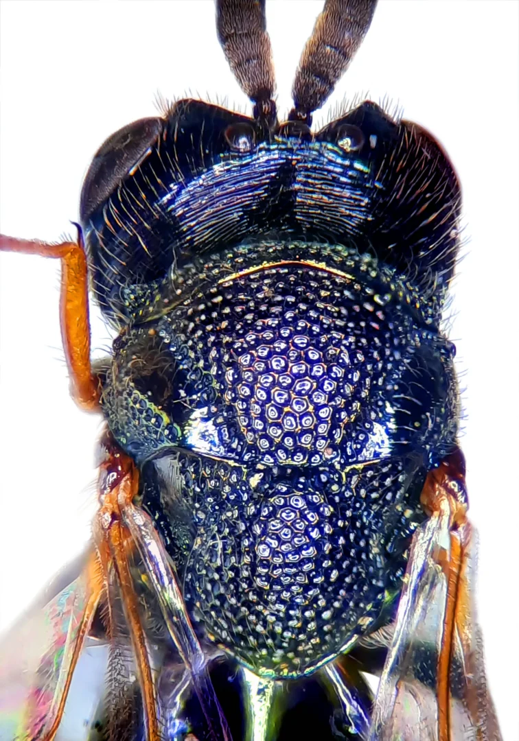 Photograph of Perilampus