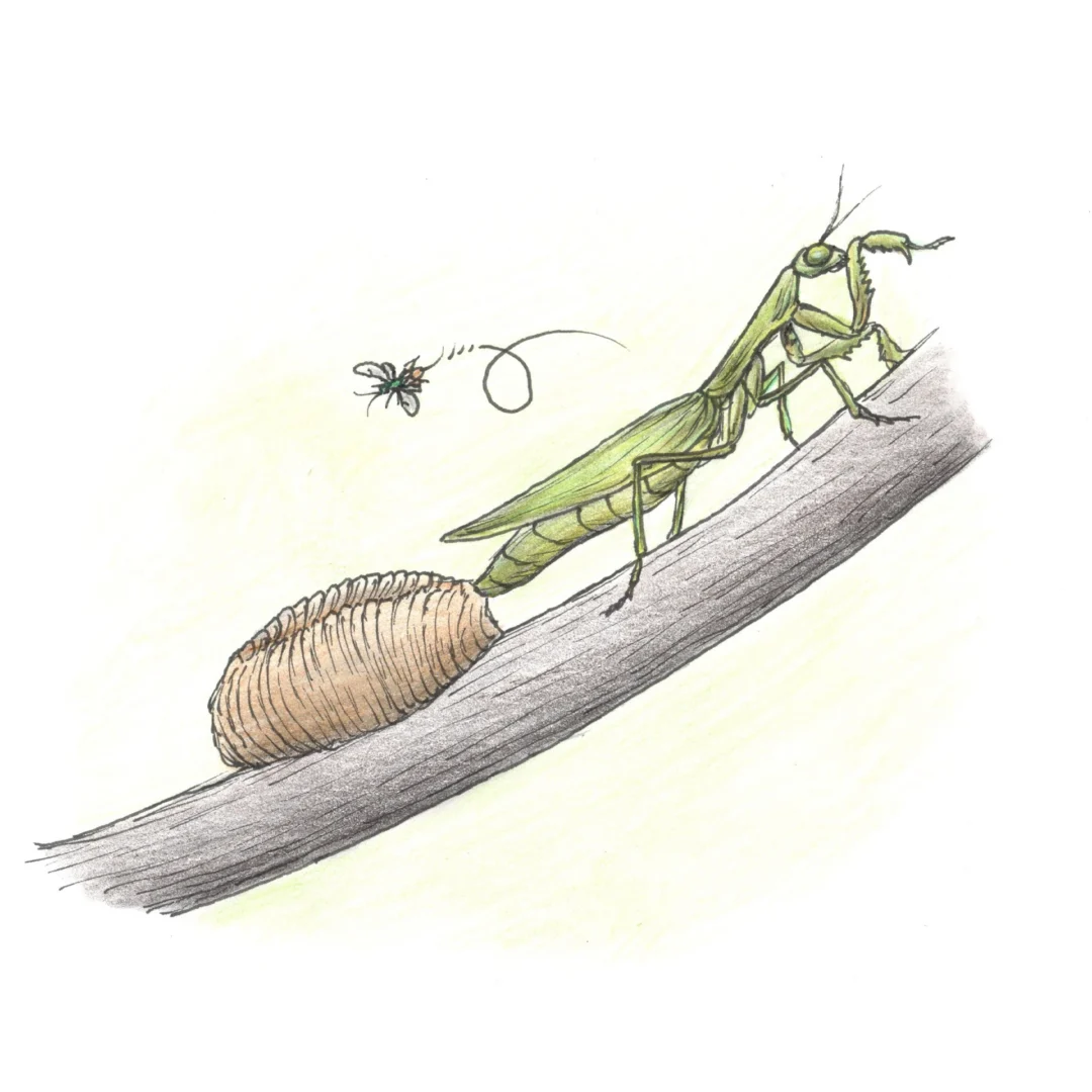 Illustration of Podagrion by Mátyás Kassay