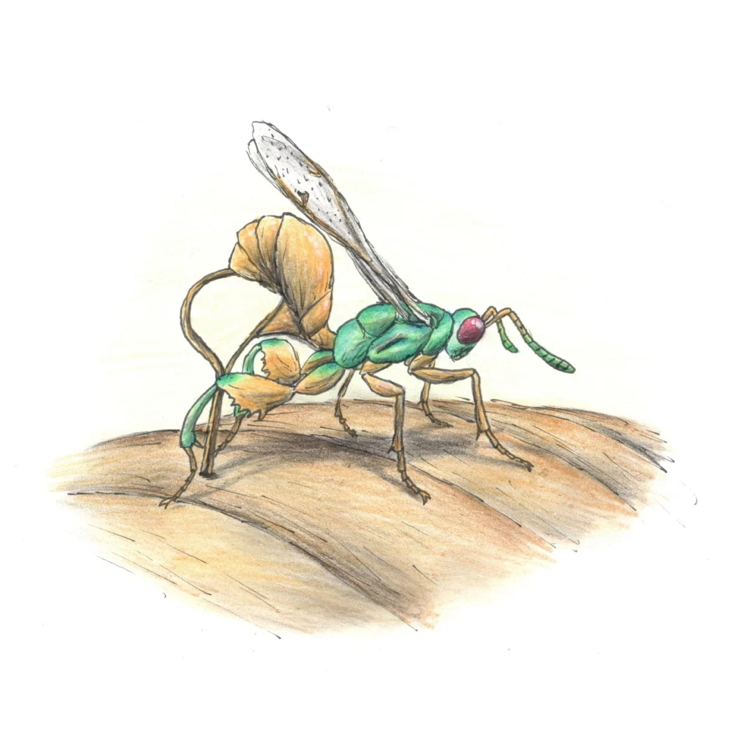 Illustration of Podagrion by Mátyás Kassay