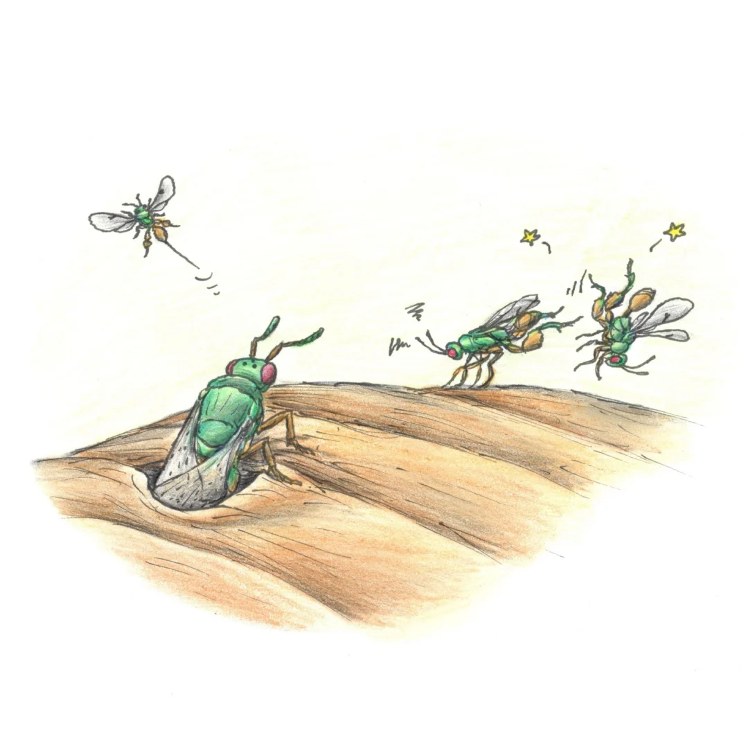 Illustration of Podagrion by Mátyás Kassay