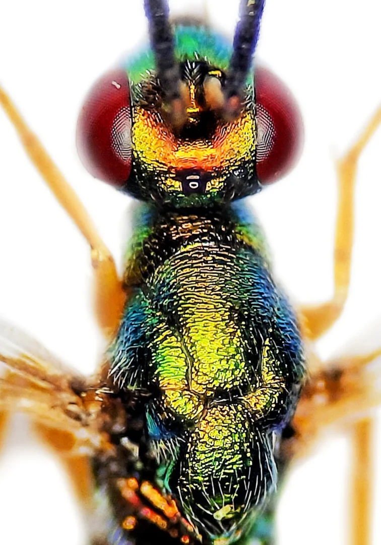 Photograph of Torymus bedeguaris