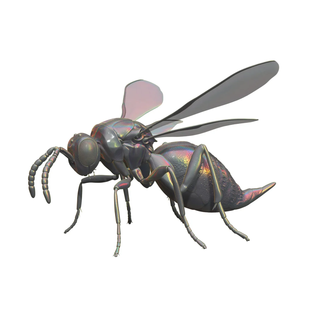 3D wasp image render